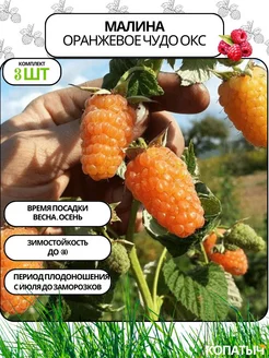 Малина Оранжевое Чудо 3 шт ОКС Саженцы от Копатыча 255124813 купить за 292 ₽ в интернет-магазине Wildberries