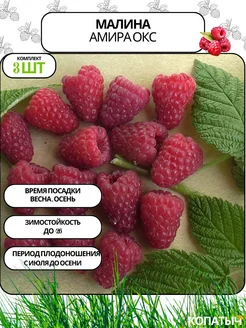 Малина Амира 3 шт ОКС Саженцы от Копатыча 255124814 купить за 292 ₽ в интернет-магазине Wildberries