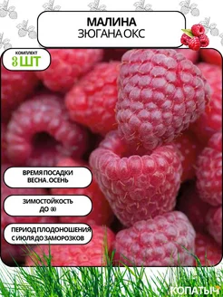 Малина Зюгана 3 шт ОКС Саженцы от Копатыча 255124815 купить за 292 ₽ в интернет-магазине Wildberries
