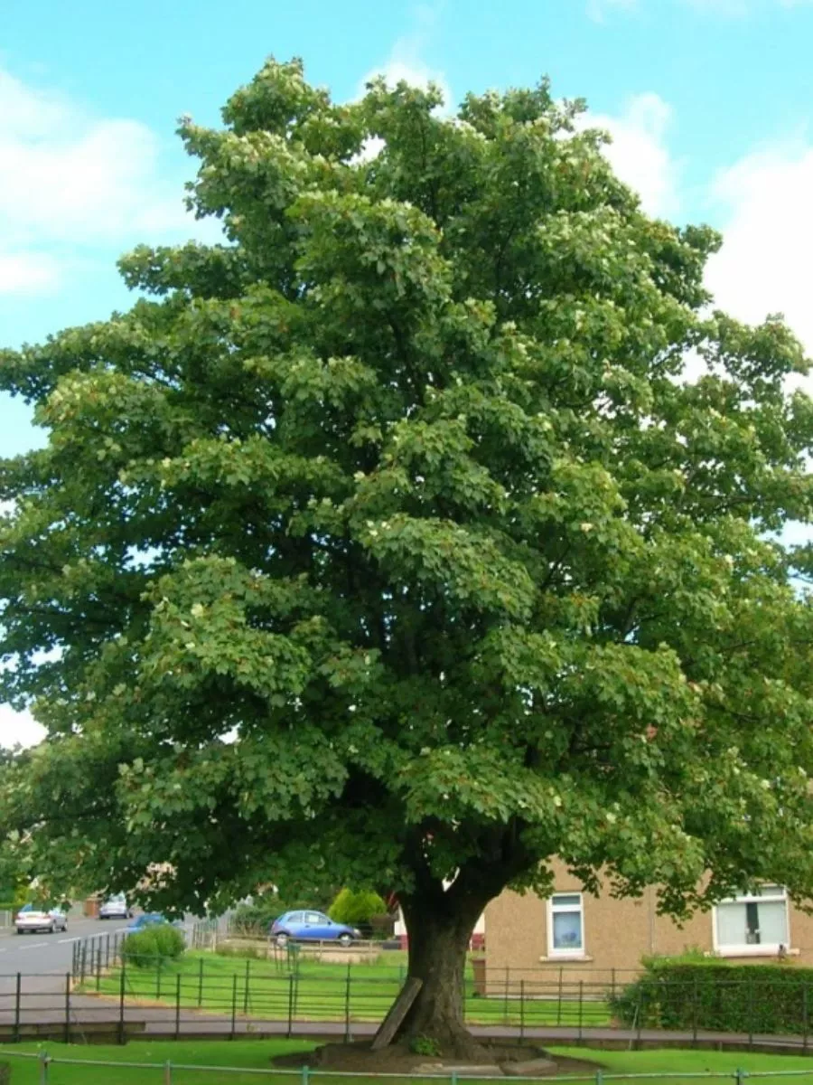 Sycamore перевод. Платан дерево сикомор. Платан plátano. Sycamore leaf vector. Sycamore перевод.