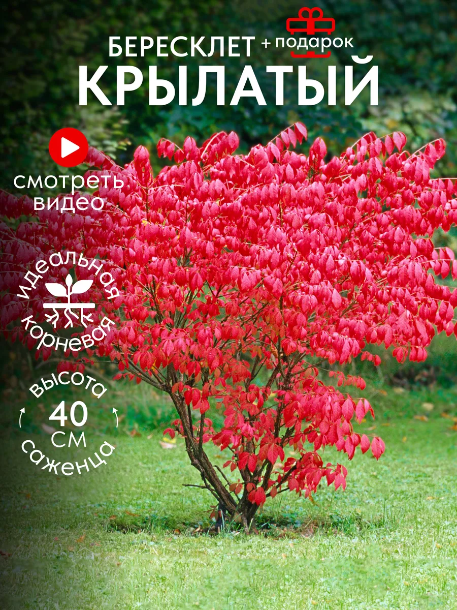 Бересклет крылатый...