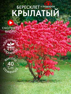 Бересклет крылатый саженец С3 Питомник растений ПОЧТА-САД 255219279 купить за 1 182 ₽ в интернет-магазине Wildberries