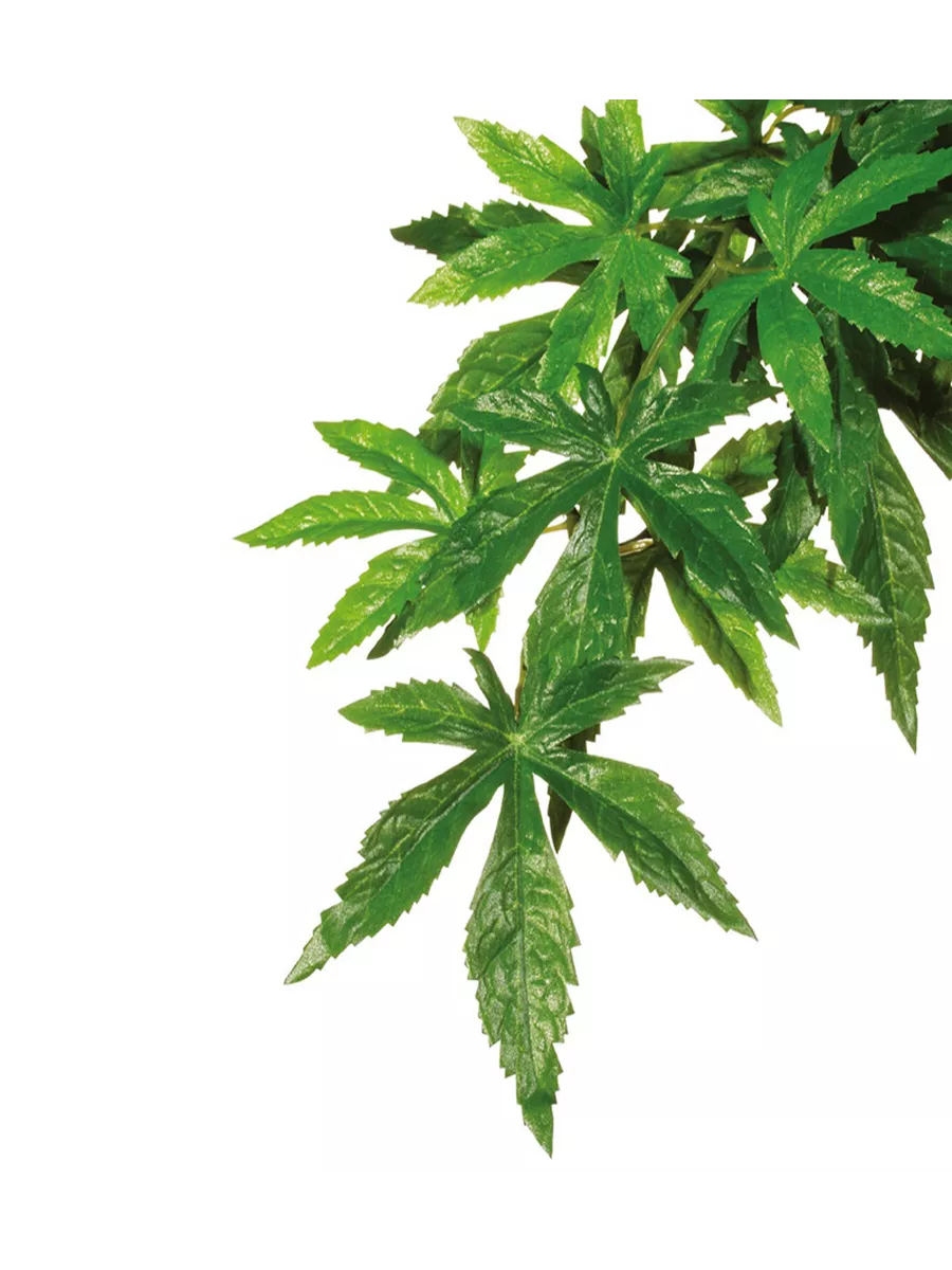Тропическое растение Jungle Plants Абутилон 45х20см