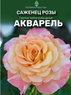 Саженцы розы Акварель Питомник Чудо сад 255375966 купить за 379 ₽ в интернет-магазине Wildberries