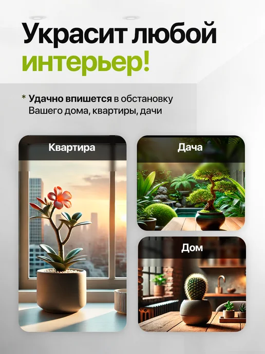 Про Растения Набор для выращивания растений Бонсай Кедр Клен Акация, 3 шт, фото 6