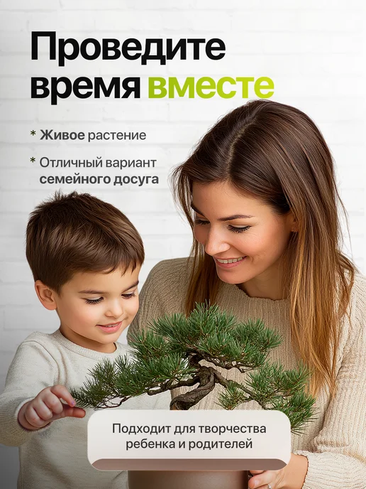 Про Растения Набор для выращивания растений Бонсай Кедр Клен Акация, 3 шт, фото 7