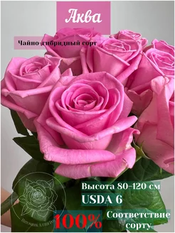 Аква Питомник Аллея-роз 255446222 купить за 420 ₽ в интернет-магазине Wildberries