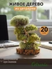 Интерьерный сухоцвет дерево из Цетрарии Цетрария 260630023 купить за 8 394 ₽ в интернет‑магазине Wildberries