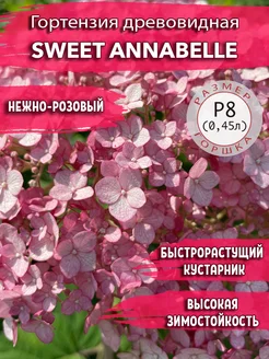 Гортензия древовидная Sweet Annabelle Садовые Растения 255589569 купить за 452 ₽ в интернет-магазине Wildberries