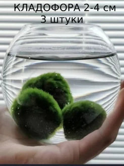 Кладофора 3 штуки 2-4см. Маримо Aqua_Plants 255597240 купить за 706 ₽ в интернет-магазине Wildberries