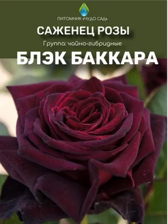 Саженцы розы Блэк Баккара Питомник Чудо сад 255616729 купить за 413 ₽ в интернет-магазине Wildberries