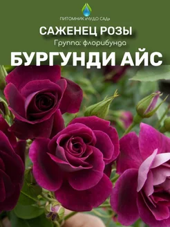 Саженцы розы Бургунди Айс Питомник Чудо сад 255623807 купить за 403 ₽ в интернет-магазине Wildberries