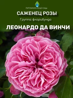 Саженцы розы Леонардо Да Винчи Питомник Чудо сад 255695178 купить за 399 ₽ в интернет-магазине Wildberries