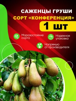 Саженцы Груши "Конференция" Эко-дача24 255756878 купить за 306 ₽ в интернет-магазине Wildberries