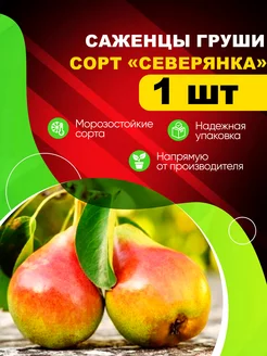 Саженцы Груши "Северянка" Эко-дача24 255756882 купить за 306 ₽ в интернет-магазине Wildberries