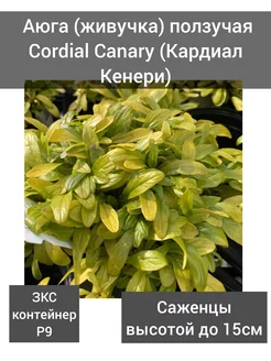 Аюга (живучка) ползучая Cordial Canary (Кардиал Кенери) Фазенда Гарден 255771214 купить за 348 ₽ в интернет-магазине Wildberries