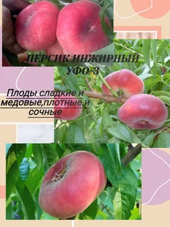 Саженцы Персика Инжирный УФО-3 Питомник Царский сад 255813786 купить за 378 ₽ в интернет-магазине Wildberries