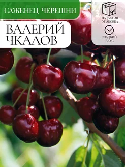 Саженец черешни Валерий Чкалов Зеленая Сказка 255848071 купить за 549 ₽ в интернет-магазине Wildberries