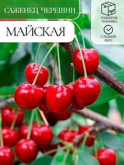 Саженец черешни Майская Зеленая Сказка 255848077 купить за 549 ₽ в интернет-магазине Wildberries