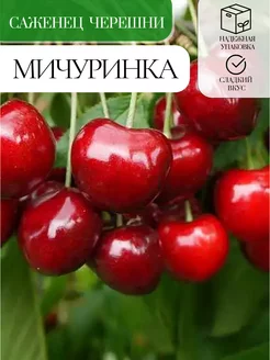 Саженец черешни Мичуринка Зеленая Сказка 255848078 купить за 549 ₽ в интернет-магазине Wildberries