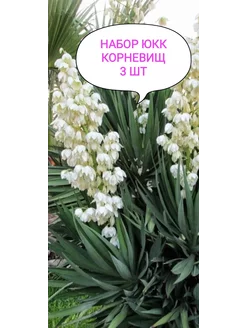 набор юкк корневищ 3 шт многолетние саженцы Beautiful flowers 255858562 купить за 915 ₽ в интернет-магазине Wildberries