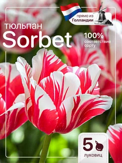 Луковицы тюльпанов Sorbet 5 штук