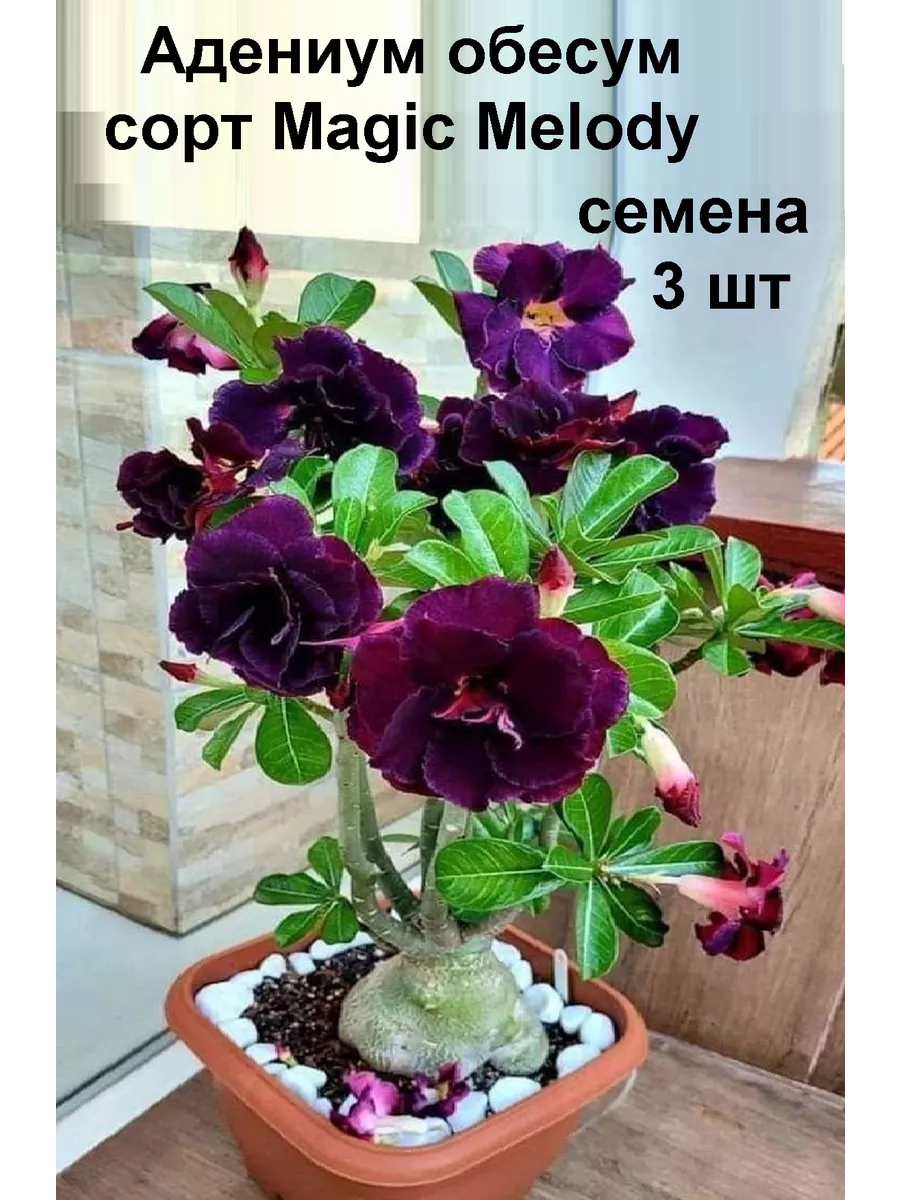 Адениум обесум тучный сорт...