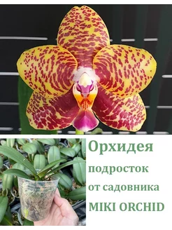 Орхидея живая (подросток-не цветет) Phal. Sogo Pony Orchids Queen 255983145 купить за 1 420 ₽ в интернет-магазине Wildberries