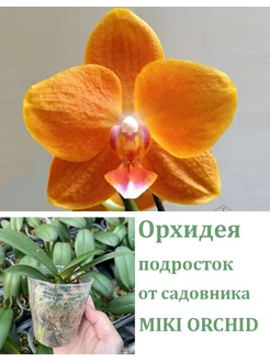 Орхидея (не цветет) Phal. KS Pride 