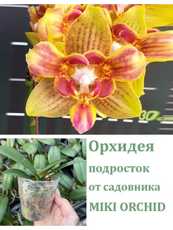 Орхидея (подросток-не цветет) Phal. Yaphon Perbalm (peloric) Orchids Queen 255984677 купить за 1 420 ₽ в интернет-магазине Wildberries