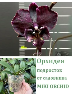 Орхидея живая (подросток-не цветет) Phal. Miki Sword 