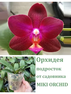 Орхидея живая (подросток-не цветет) Phal. Lioulin Rose Bud Orchids Queen 255991015 купить за 2 351 ₽ в интернет-магазине Wildberries