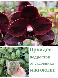 Орхидея (не цветет) Phal. Black Bird HCC/OIOS Orchids Queen 255991501 купить за 1 728 ₽ в интернет-магазине Wildberries