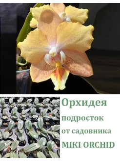 Орхидея (не цветет) Phal. I-Hsin Maple Valley Orchids Queen 255991509 купить за 2 072 ₽ в интернет-магазине Wildberries