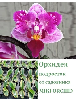 Орхидея (не цветет) Phal. Miki Pink Fox (varieg. & peloric) Orchids Queen 255991573 купить за 1 728 ₽ в интернет-магазине Wildberries