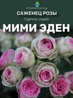 Саженцы розы Мими Эден Питомник Чудо сад 255999643 купить за 414 ₽ в интернет-магазине Wildberries