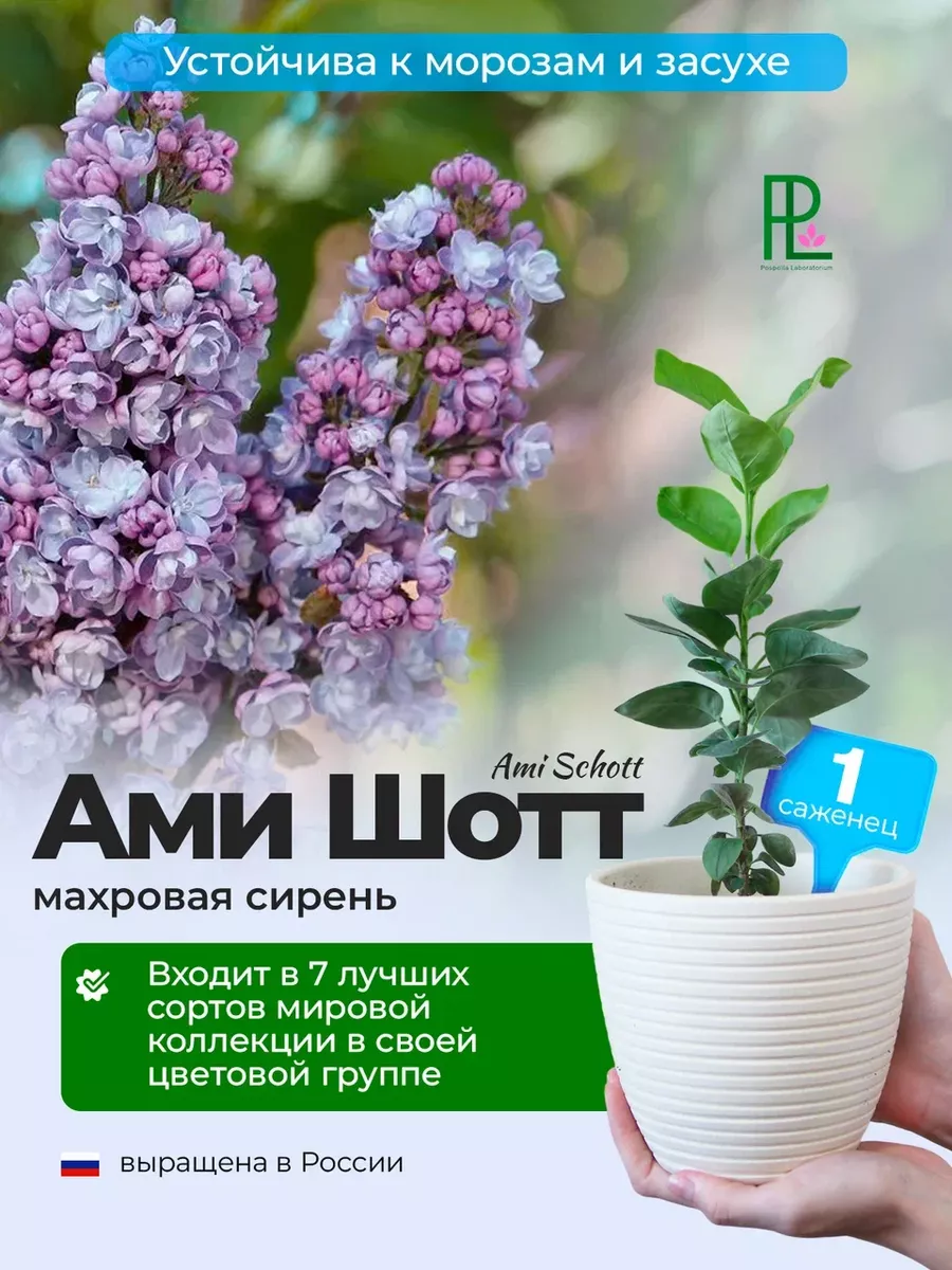 Саженец Сирень Ами Шотт 1 шт Р9