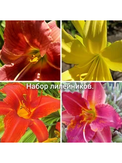 4 шт набор лилейников саженцы Beautiful flowers 256039112 купить за 1 012 ₽ в интернет-магазине Wildberries