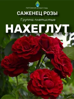 Саженцы розы Нахеглут Питомник Чудо сад 256053786 купить за 399 ₽ в интернет-магазине Wildberries