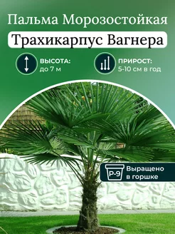 Саженцы Пальма Морозостойкая Трахикарпус Вагнера Дачные Традиции 256073158 купить за 913 ₽ в интернет-магазине Wildberries