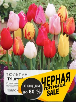 Луковицы тюльпана Triumph Mix 5 штук Абсолют Плюс 256078266 купить за 204 ₽ в интернет-магазине Wildberries