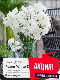 Нарцисс Paper White Ziva 5 луковиц Абсолют Плюс 256078282 купить за 471 ₽ в интернет-магазине Wildberries