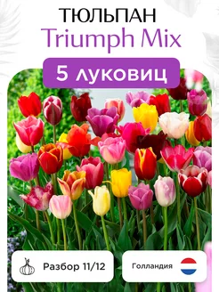 Луковицы тюльпана Triumph Mix 5 штук Каскад 256082945 купить за 193 ₽ в интернет-магазине Wildberries