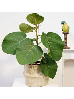 Фикус Аурикулата, Ficus Auriculata, ушковидный, семена 256206391 купить за 306 ₽ в интернет-магазине Wildberries