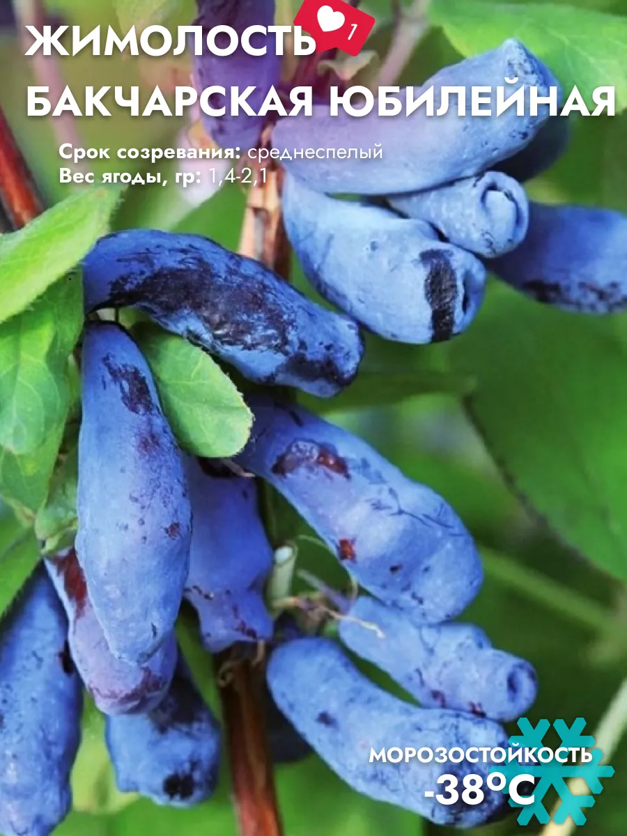 Жимолость длинноплодная v2 tim. Фото сорт морена. Жимолость сорт нижегородская ранняя. Жимолость какой сорт крупный. Жимолость бакчарский великан.