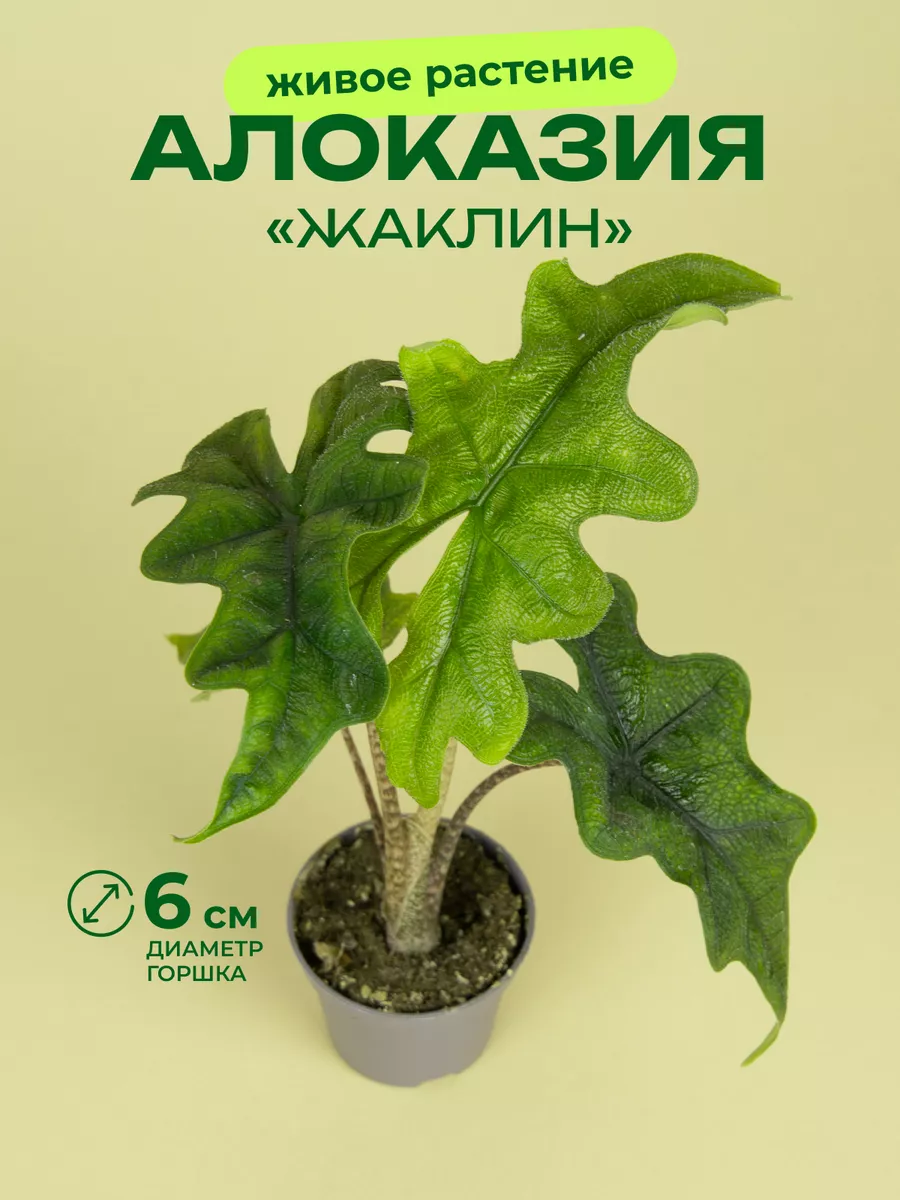 Алоказия Жаклин D6 GRINOTEKA 256273981 купить за 1 083 ₽ в интернет-магазине Wildberries