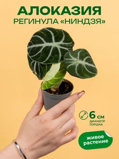 Алоказия ниндзя D6 GRINOTEKA 256273984 купить за 828 ₽ в интернет-магазине Wildberries