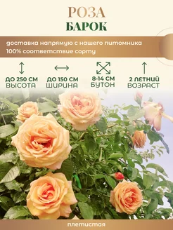 Роза Барок Зеленый Мир 256274117 купить за 317 ₽ в интернет-магазине Wildberries