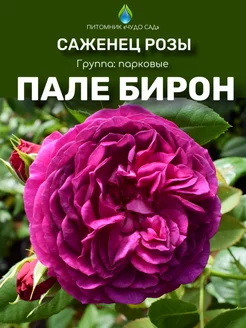 Саженцы розы Пале Бирон Питомник Чудо сад 256284449 купить за 393 ₽ в интернет-магазине Wildberries