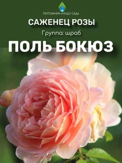 Саженцы розы Поль Бокюз Питомник Чудо сад 256287946 купить за 443 ₽ в интернет-магазине Wildberries